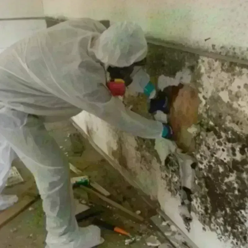 Mold Remediation and Removal in Wood-Ridge, NJ